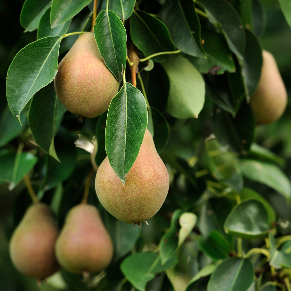 Out Of Category Garden Plants Fruktträdsblandning - Set Om 16 - Malus, Pryus, Prunus - Höjd 60-70Cm - ⌀9Cm