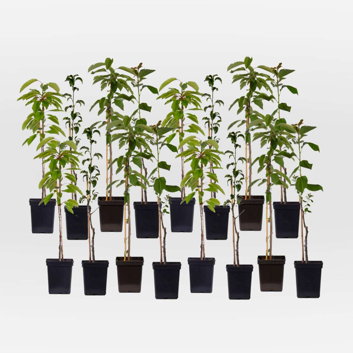 Out Of Category Garden Plants Fruktträdsblandning - Set Om 16 - Malus, Pryus, Prunus - Höjd 60-70Cm - ⌀9Cm