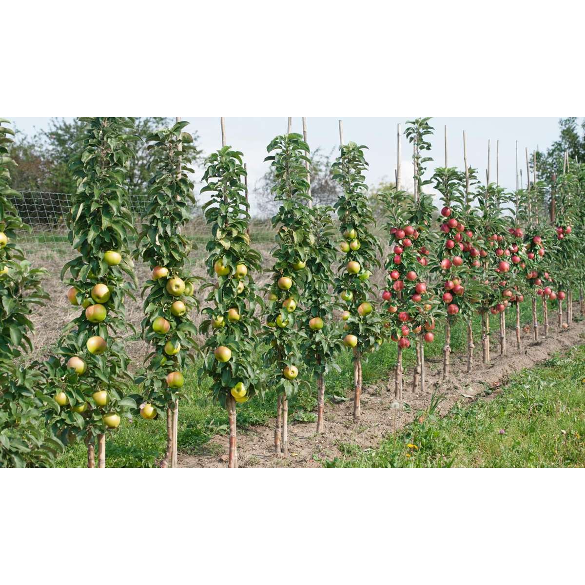 Out Of Category Garden Plants Fruktträdsblandning - Set Om 16 - Malus, Pryus, Prunus - Höjd 60-70Cm - ⌀9Cm