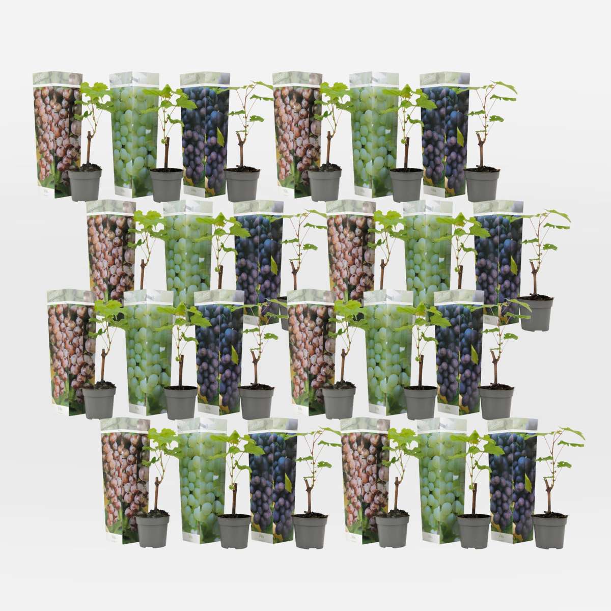 Out Of Category Garden Plants Druvväxt - Set Om 24 - Vitis Vinifera - Höjd 25-40Cm - ⌀9Cm
