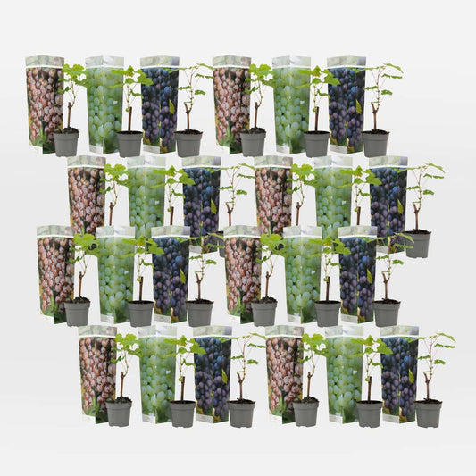 Out Of Category Garden Plants Druvväxt - Set Om 24 - Vitis Vinifera - Höjd 25-40Cm - ⌀9Cm