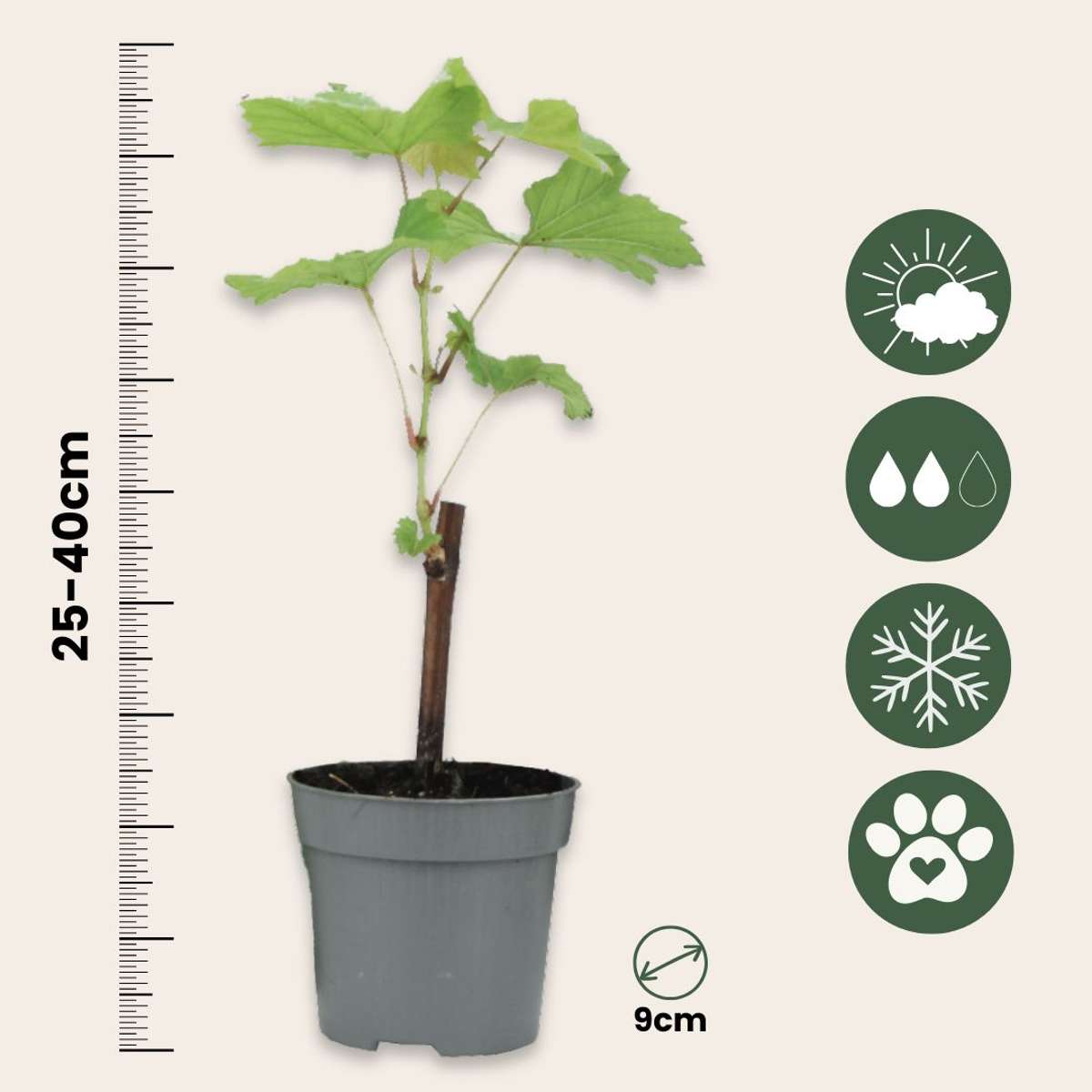 Out Of Category Garden Plants Druvväxt - Set Om 24 - Vitis Vinifera - Höjd 25-40Cm - ⌀9Cm