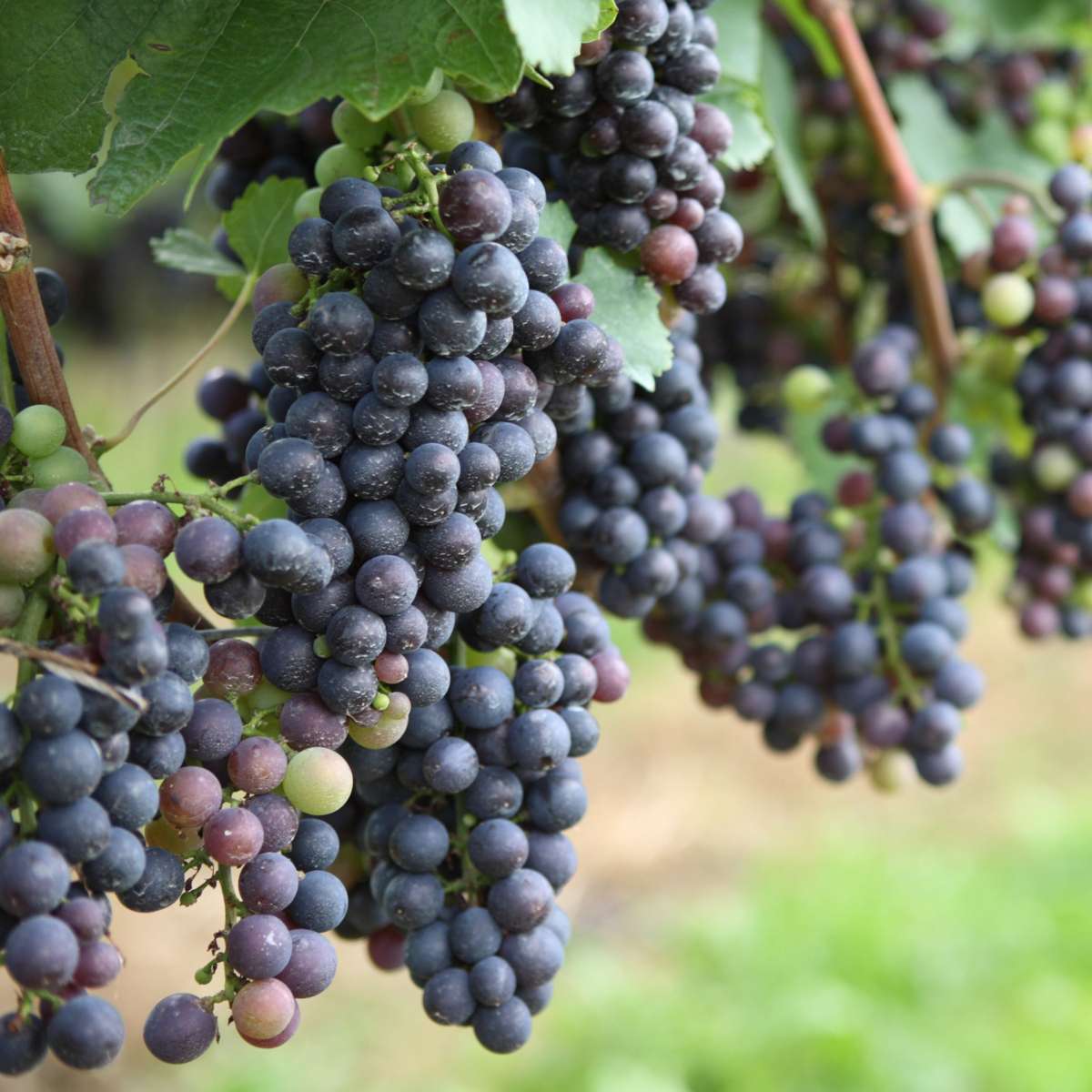 Out Of Category Garden Plants Druvväxt - Set Om 24 - Vitis Vinifera - Höjd 25-40Cm - ⌀9Cm