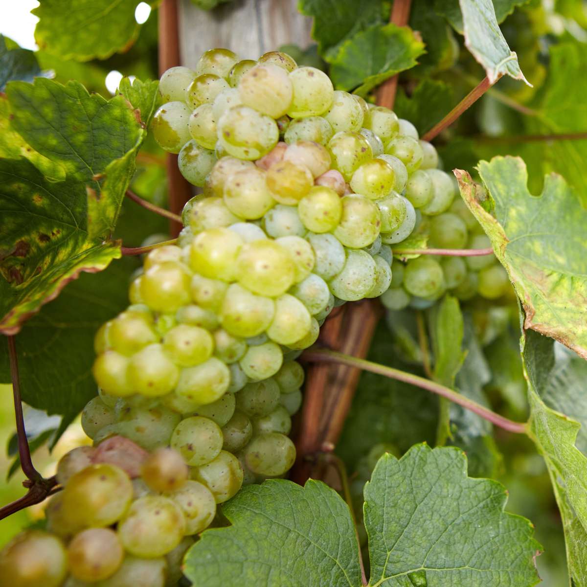 Out Of Category Garden Plants Druvväxt - Set Om 24 - Vitis Vinifera - Höjd 25-40Cm - ⌀9Cm