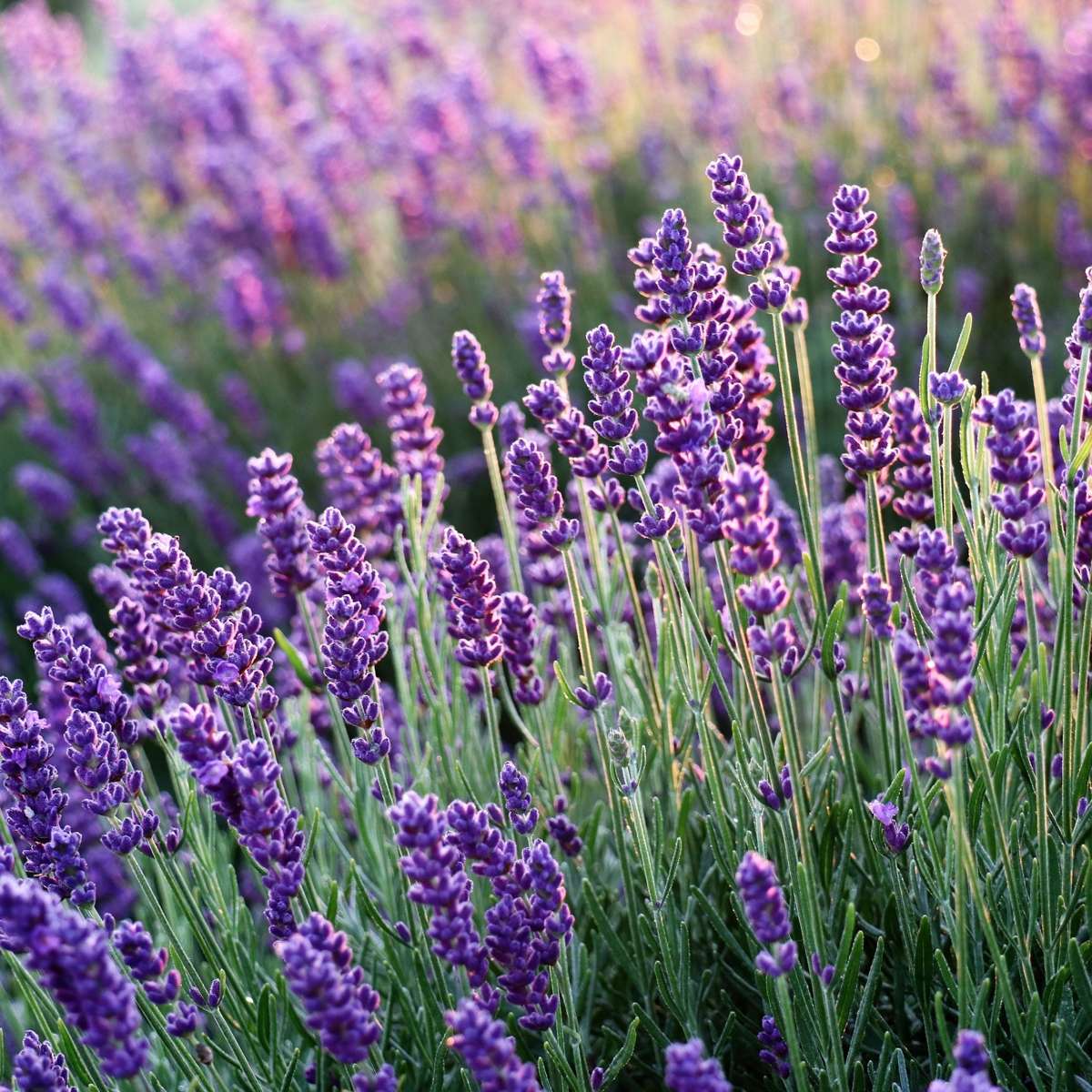 Out Of Category Garden Plants Lavendelbuskar - Set Om 36 - Lavandula Angustifolia - Höjd 10-15Cm - ⌀10,5Cm