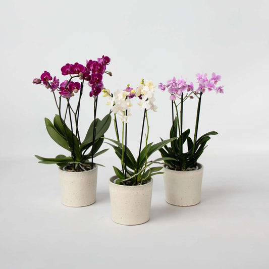 Phalaenopsis Fjärilsorkidé - Set Med 3 - Phalaenopsis Multiflora - Höjd 35-45Cm - ⌀12Cm