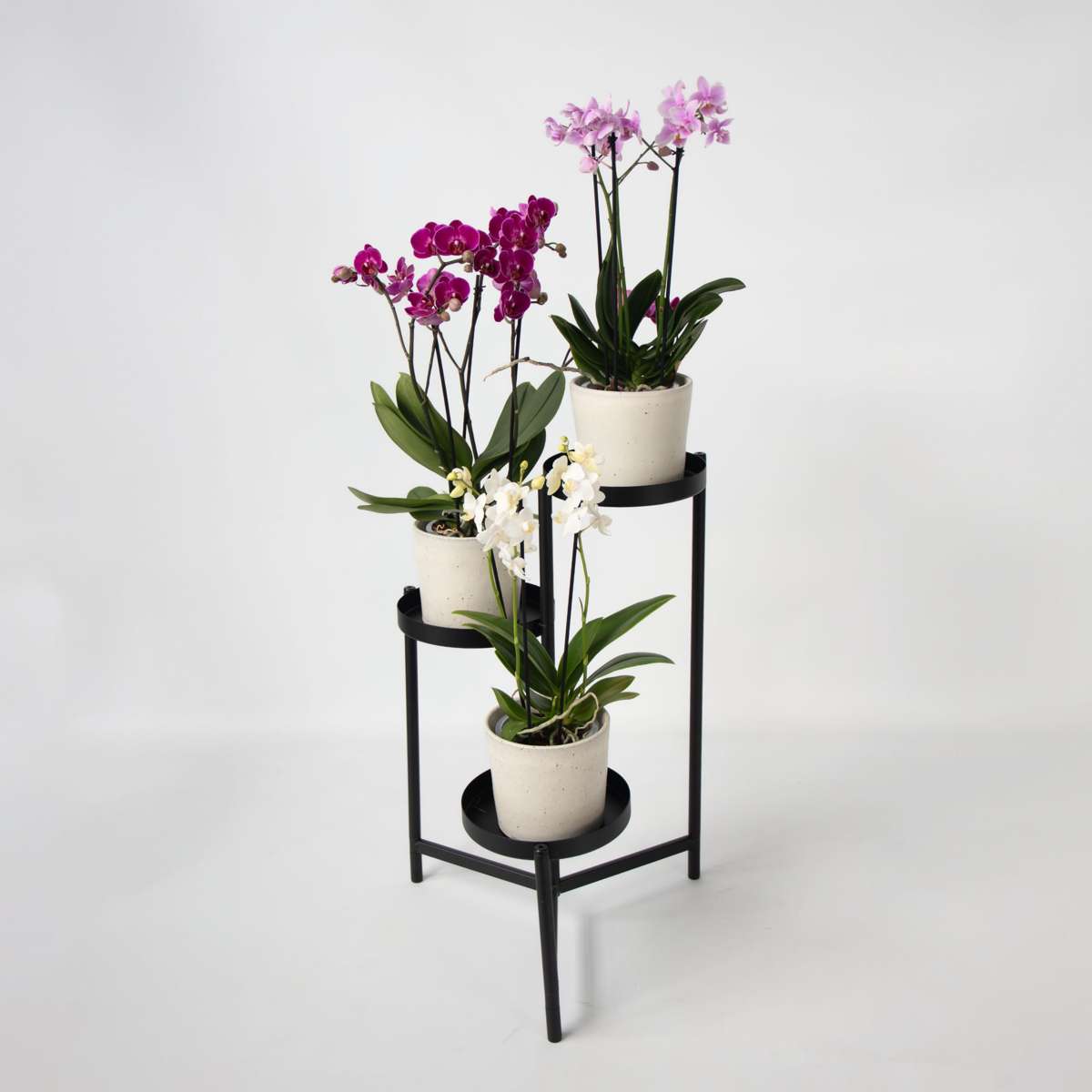 Phalaenopsis Fjärilsorkidé - Set Med 3 - Phalaenopsis Multiflora - Höjd 35-45Cm - ⌀12Cm