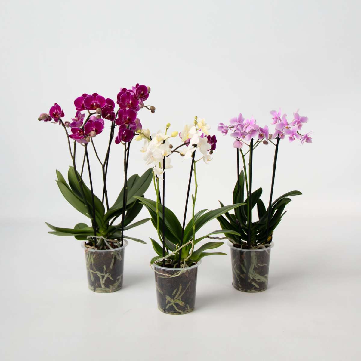 Phalaenopsis Fjärilsorkidé - Set Med 3 - Phalaenopsis Multiflora - Höjd 35-45Cm - ⌀12Cm