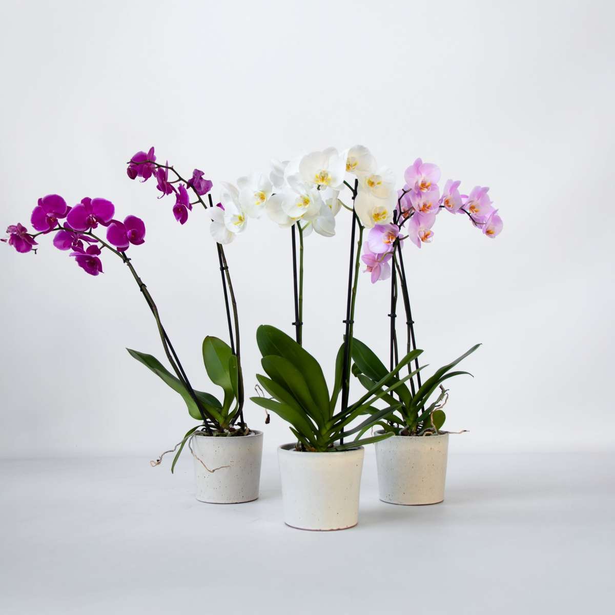 Phalaenopsis Fjärilsorkidé - Set Med 3 - Phalaenopsis - Höjd 50-60Cm - ⌀12Cm