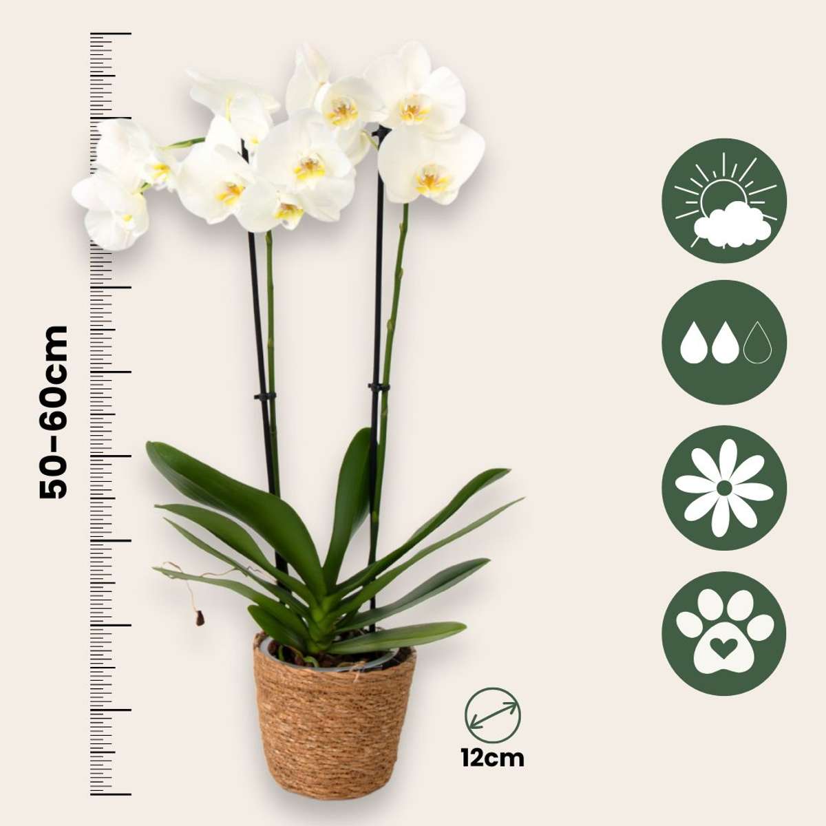 Phalaenopsis Fjärilsorkidé - Set Med 3 - Phalaenopsis - Höjd 50-60Cm - ⌀12Cm