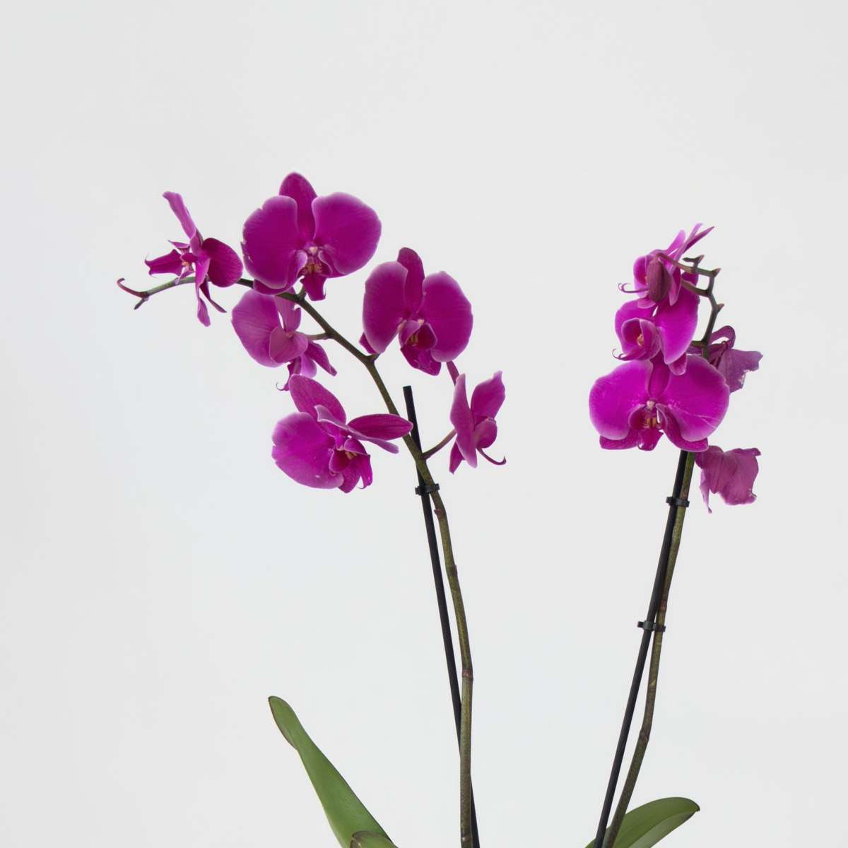 Phalaenopsis Fjärilsorkidé - Set Med 3 - Phalaenopsis - Höjd 50-60Cm - ⌀12Cm