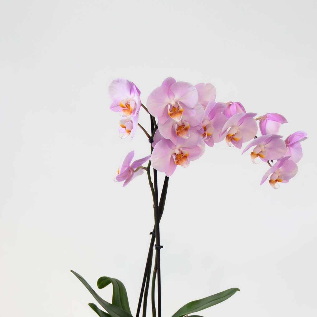 Phalaenopsis Fjärilsorkidé - Set Med 3 - Phalaenopsis - Höjd 50-60Cm - ⌀12Cm