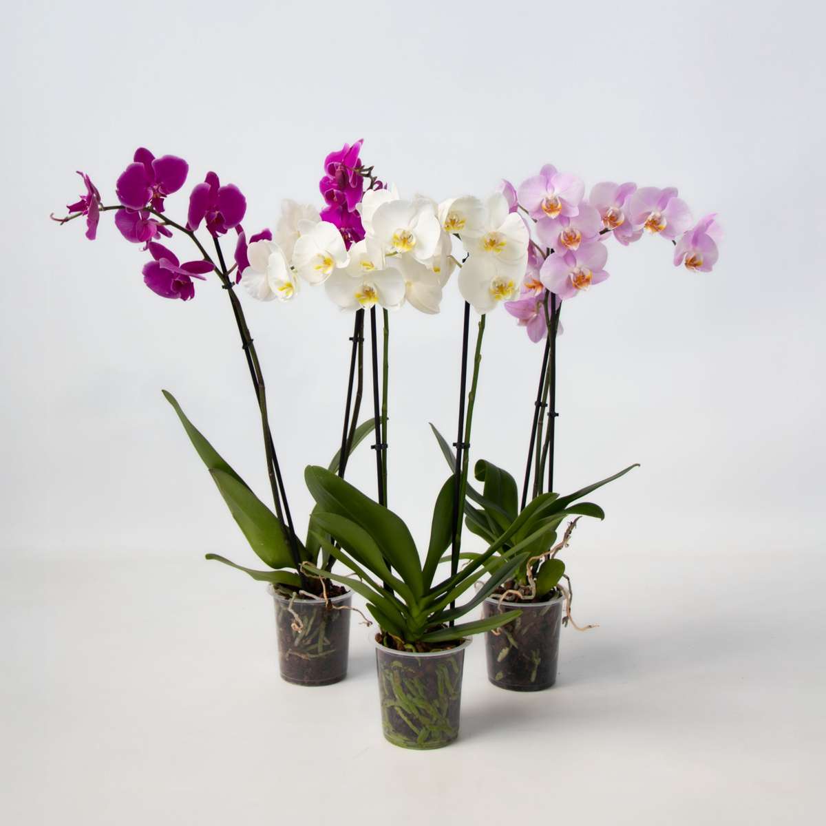 Phalaenopsis Fjärilsorkidé - Set Med 3 - Phalaenopsis - Höjd 50-60Cm - ⌀12Cm