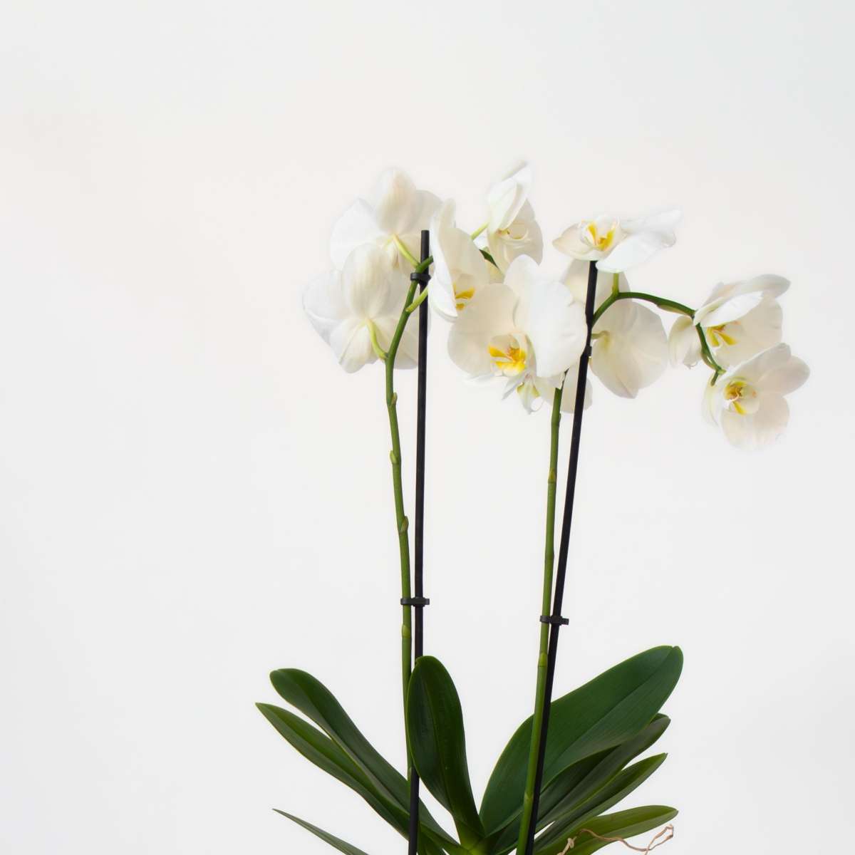 Phalaenopsis Fjärilsorkidé - Set Med 3 - Phalaenopsis - Höjd 50-60Cm - ⌀12Cm