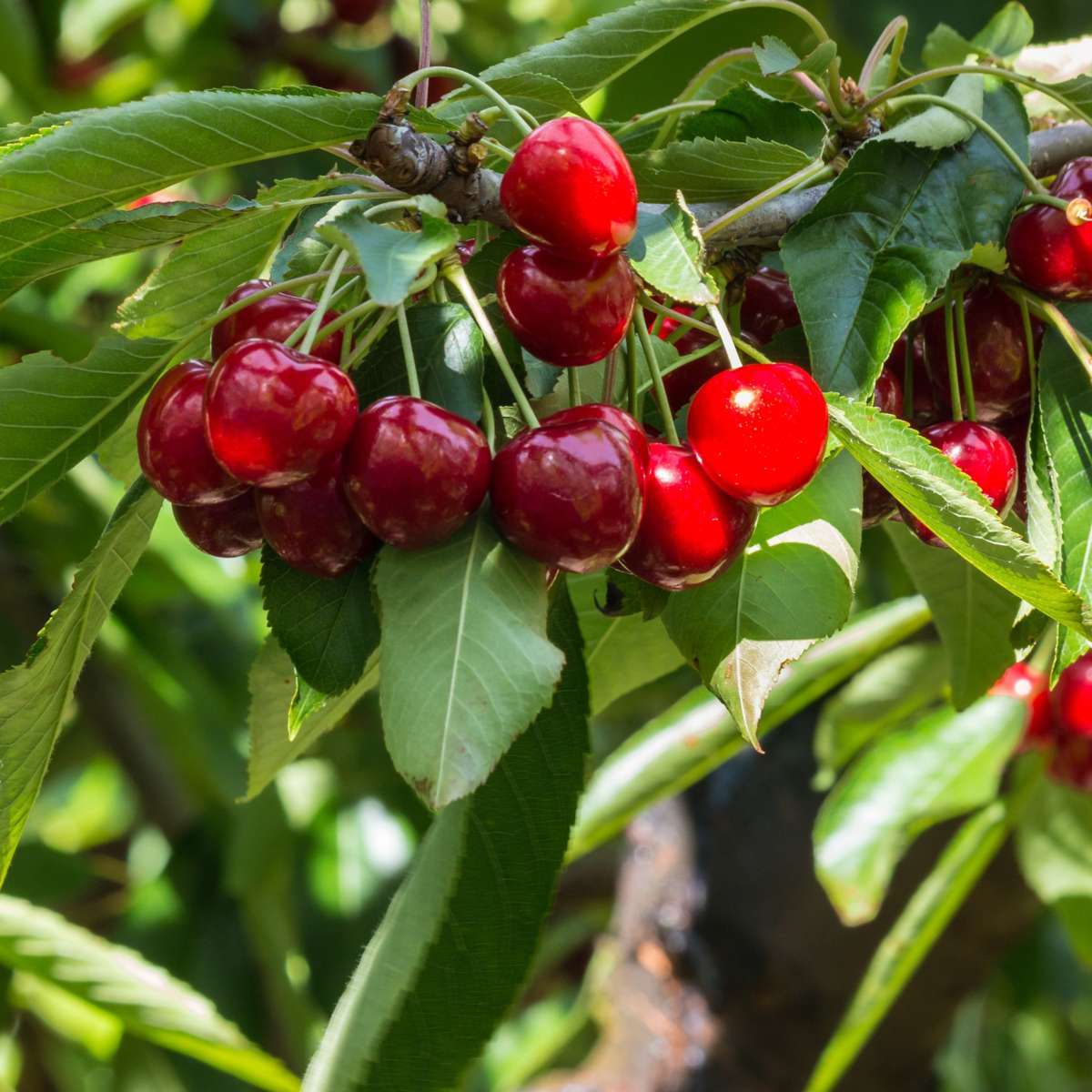 Fruit Trees Körsbärsträd - Prunus Avium 'Stella' - Sötkörsbär - Höjd 90-110Cm - ⌀23Cm