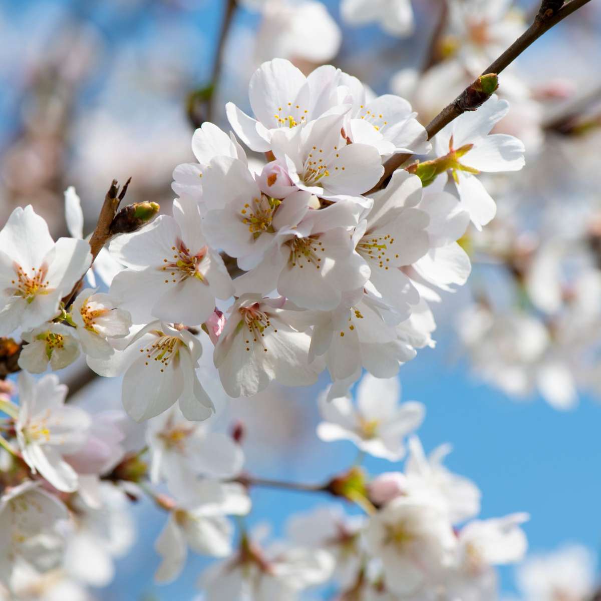 Fruit Trees Körsbärsträd - Prunus Avium 'Stella' - Sötkörsbär - Höjd 90-110Cm - ⌀23Cm