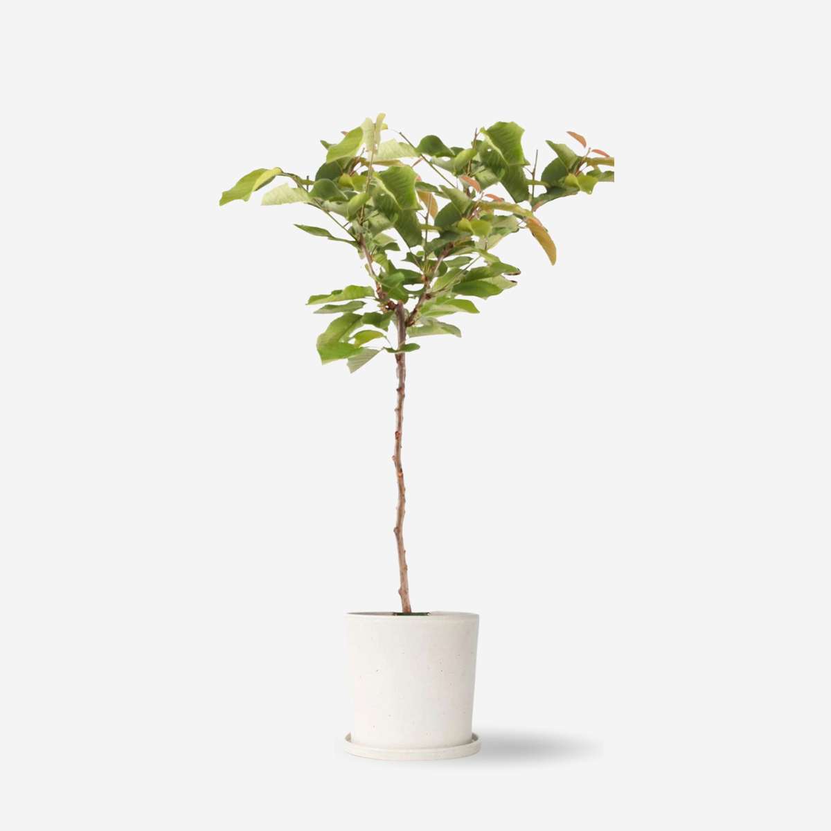 Fruit Trees Körsbärsträd - Prunus Avium - Sötkörsbär - Höjd 90-110Cm - ⌀23Cm