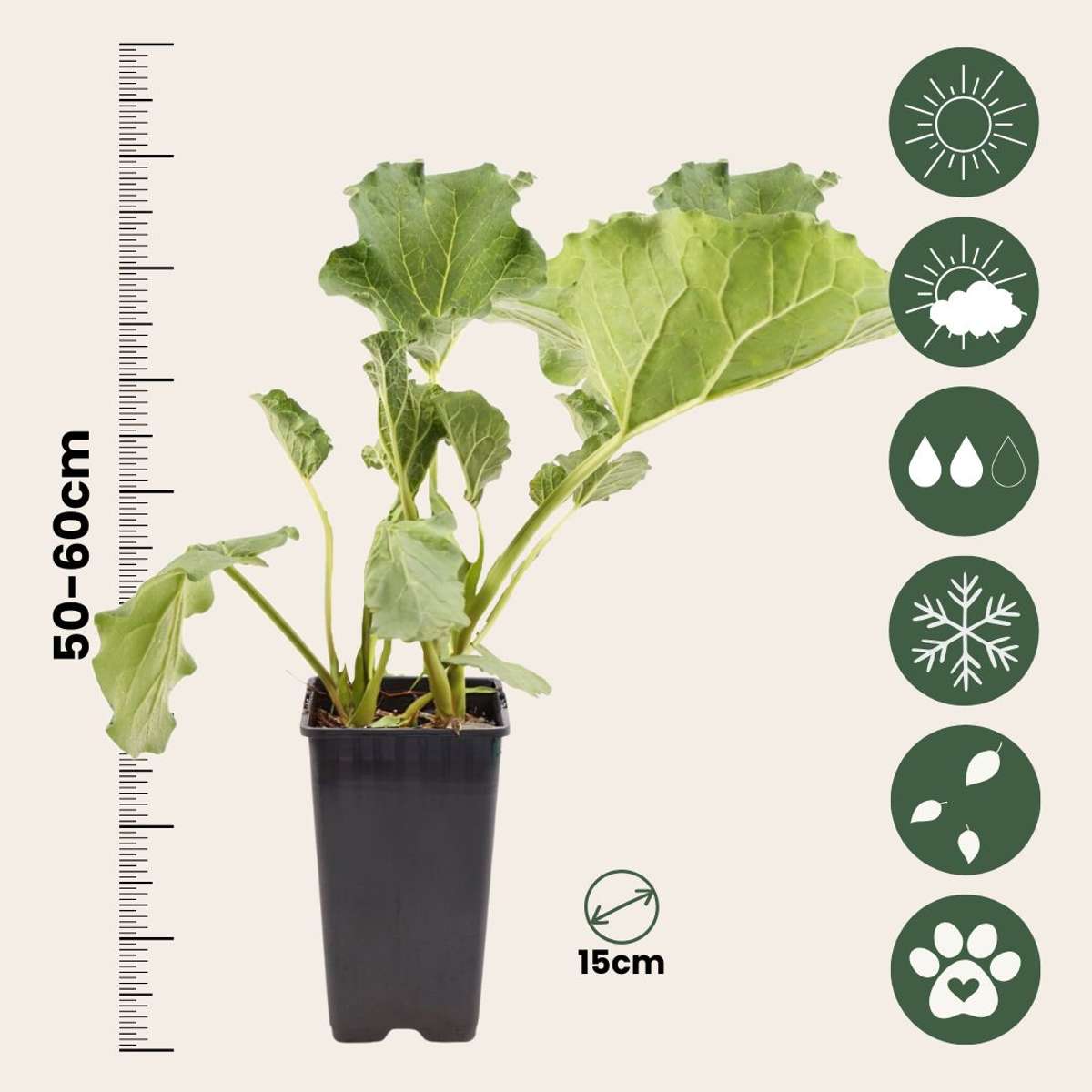 Fruit Trees Rabarber - Set 2 - Rheum Rhabarbarum - Höjd 50-60Cm - Ø15Cm