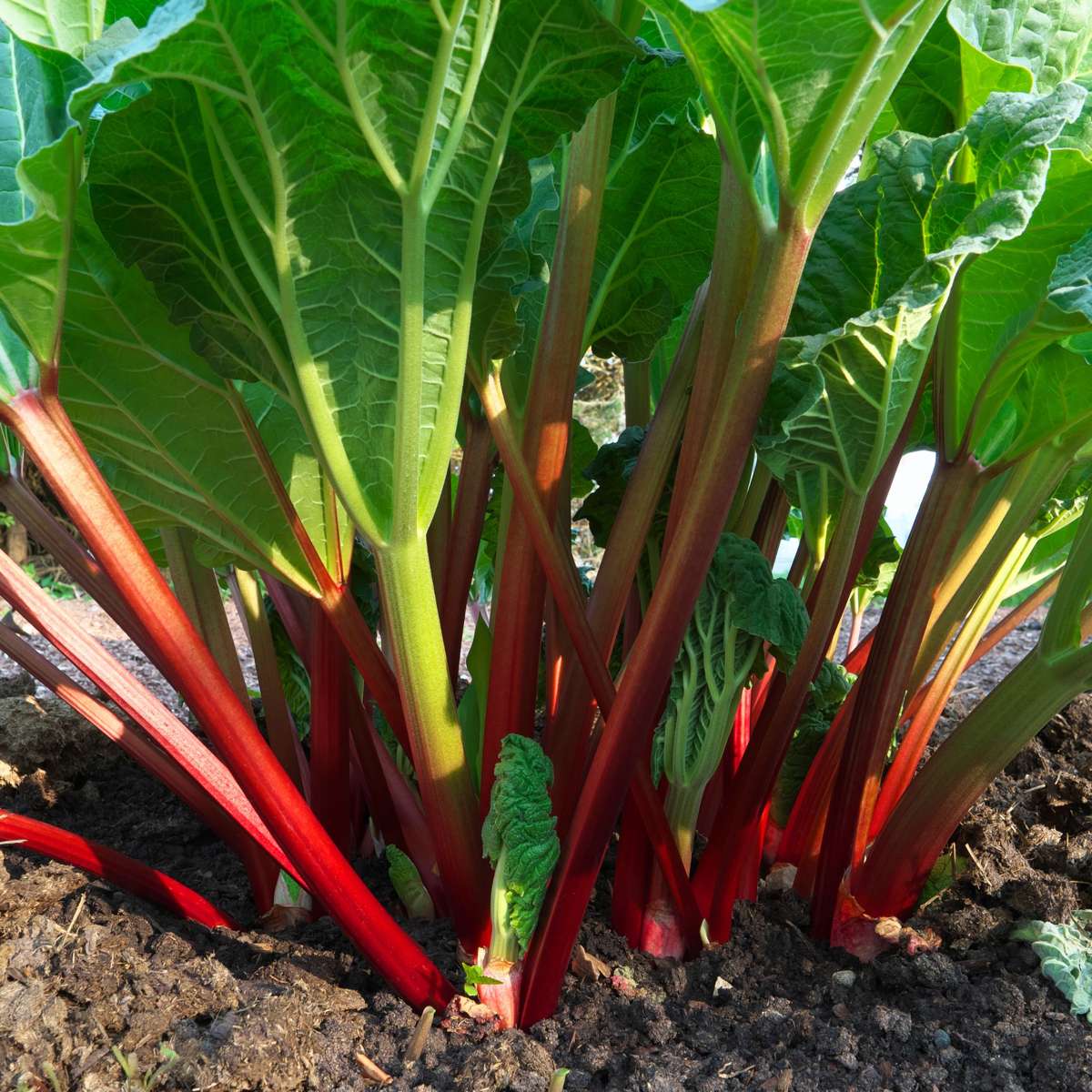 Fruit Trees Rabarber - Set 2 - Rheum Rhabarbarum - Höjd 50-60Cm - Ø15Cm