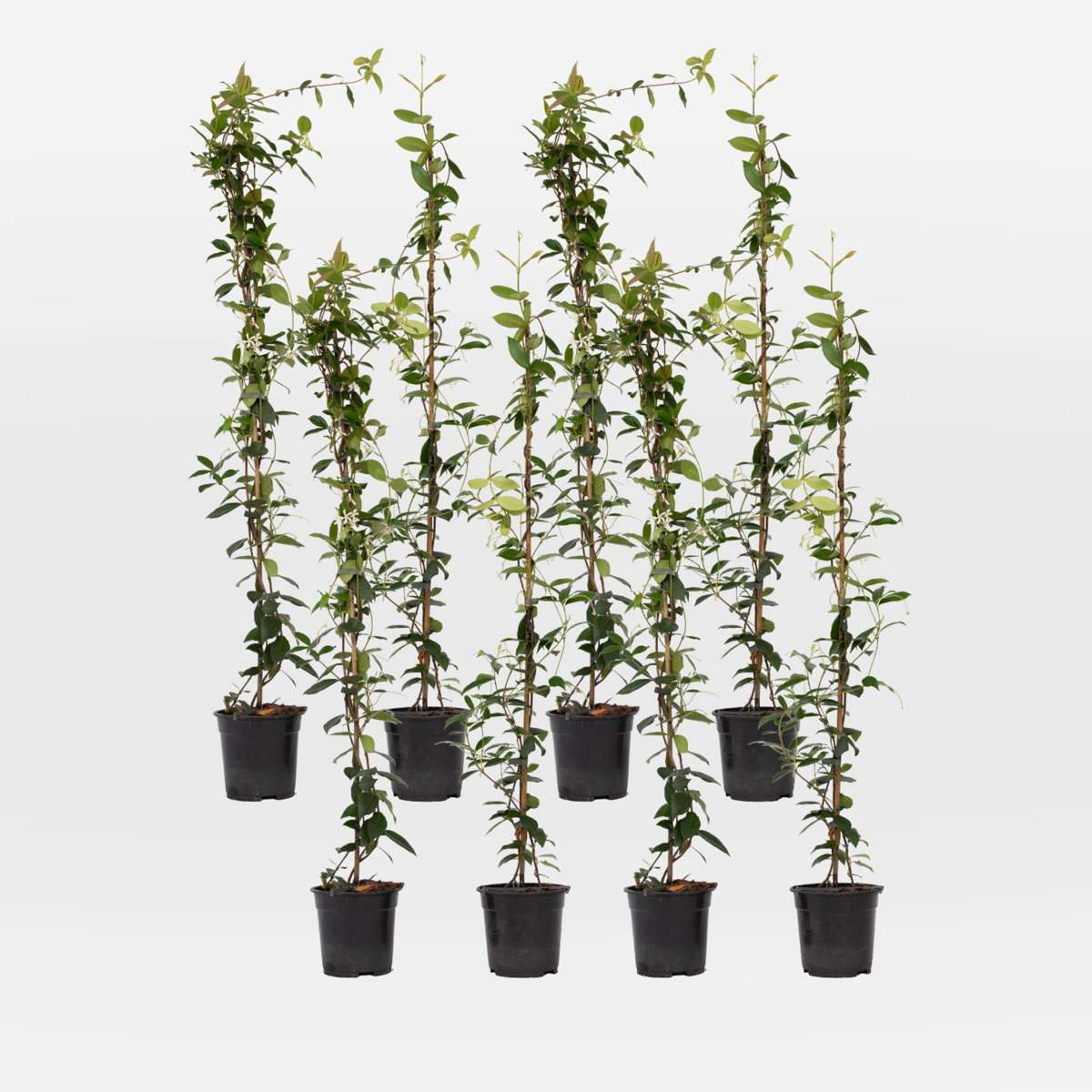 Out Of Category Garden Plants Jasmin - Set Om 8 - Trachelospermum Jasminoides - Höjd 110-120Cm - ⌀17Cm