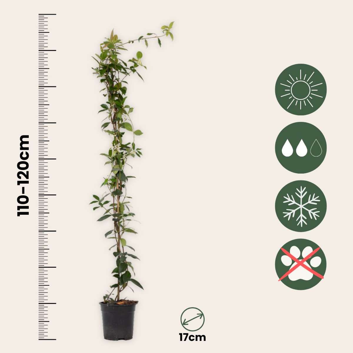 Out Of Category Garden Plants Jasmin - Set Om 8 - Trachelospermum Jasminoides - Höjd 110-120Cm - ⌀17Cm