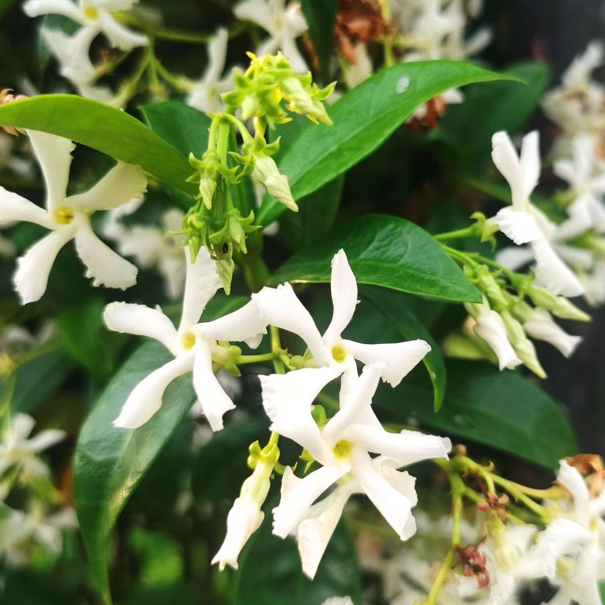 Out Of Category Garden Plants Jasmin - Set Om 8 - Trachelospermum Jasminoides - Höjd 110-120Cm - ⌀17Cm