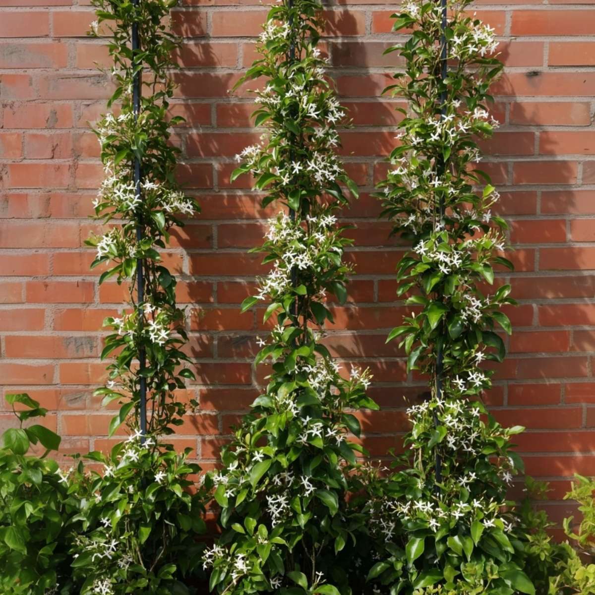 Out Of Category Garden Plants Jasmin - Set Om 8 - Trachelospermum Jasminoides - Höjd 110-120Cm - ⌀17Cm