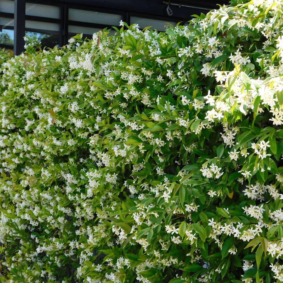 Out Of Category Garden Plants Jasmin - Set Om 8 - Trachelospermum Jasminoides - Höjd 110-120Cm - ⌀17Cm