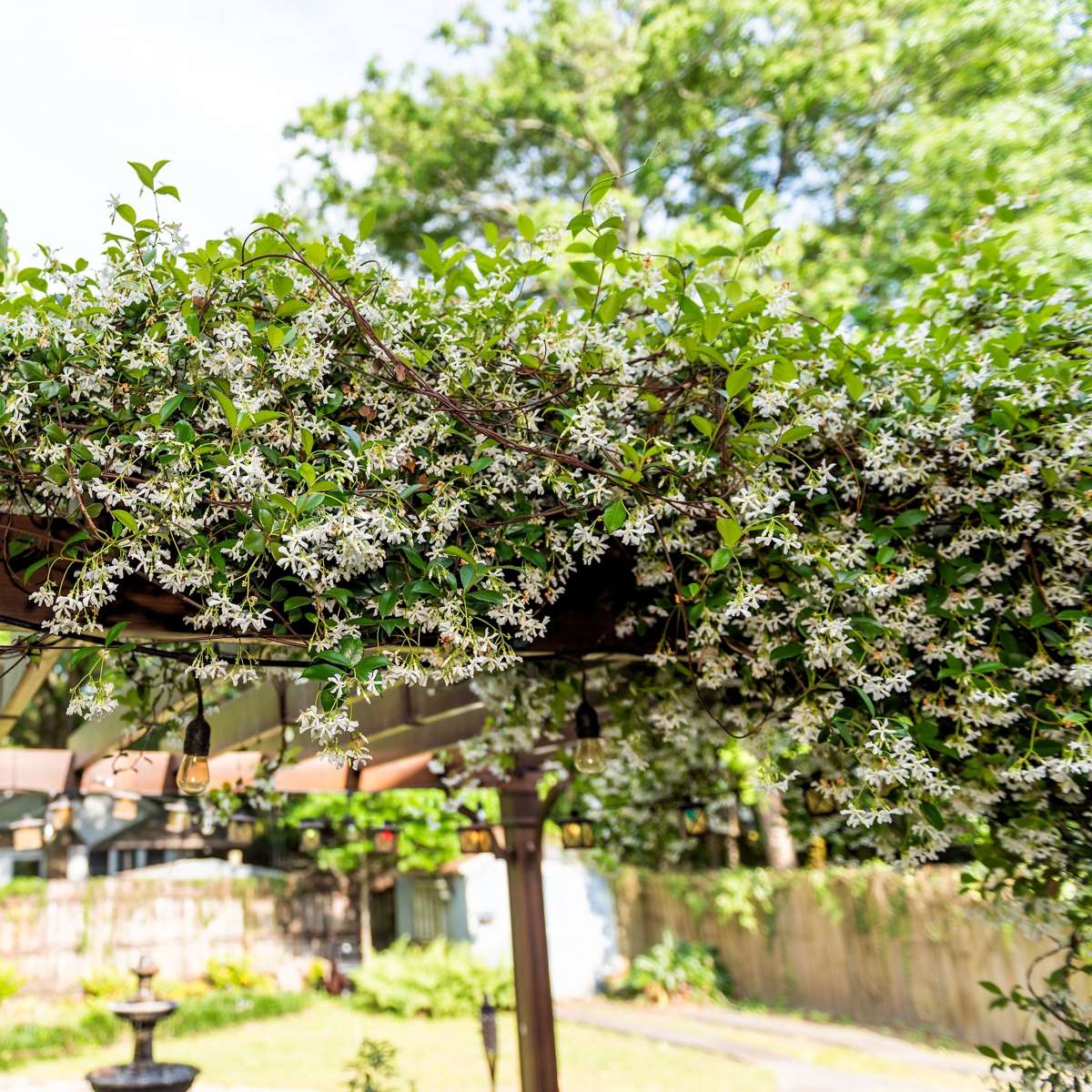 Out Of Category Garden Plants Jasmin - Set Om 8 - Trachelospermum Jasminoides - Höjd 110-120Cm - ⌀17Cm