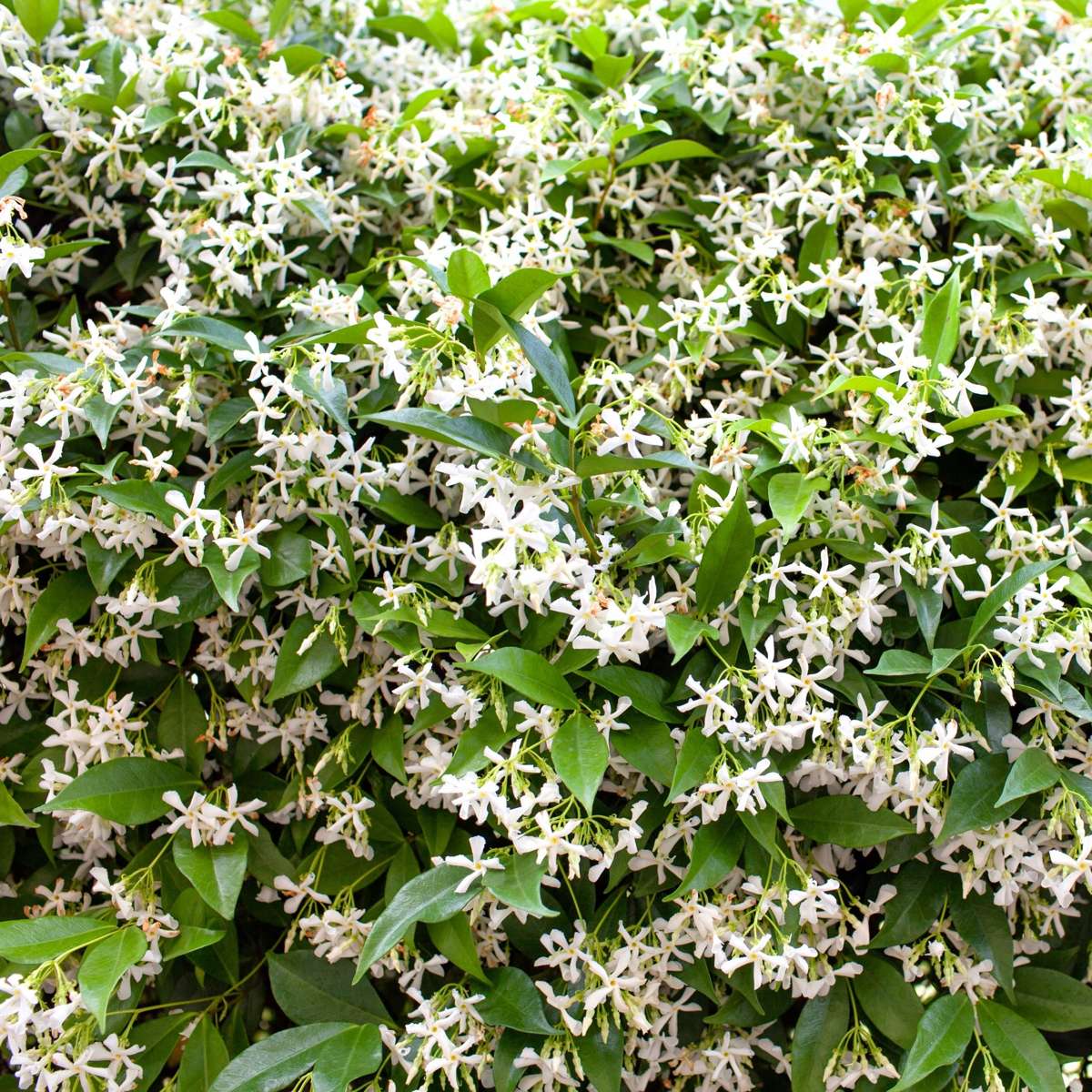 Out Of Category Garden Plants Jasmin - Set Om 8 - Trachelospermum Jasminoides - Höjd 110-120Cm - ⌀17Cm